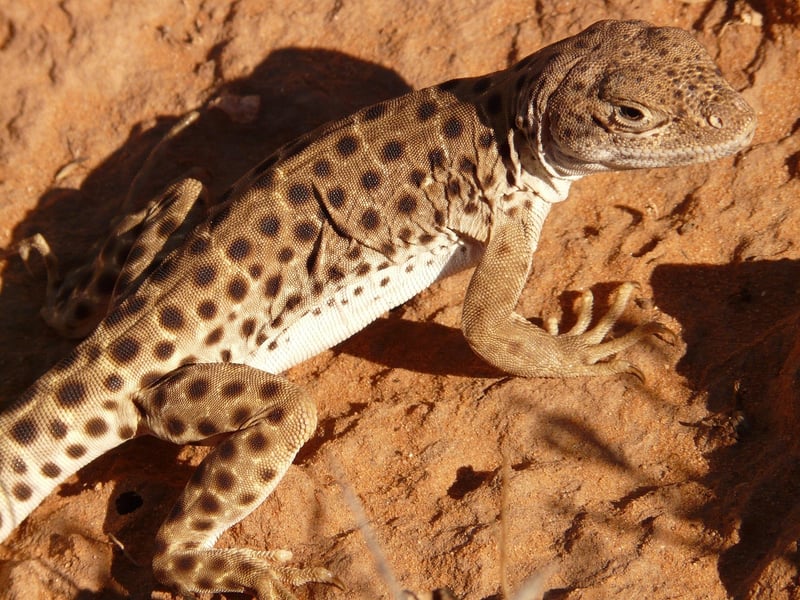 Desert Exploration